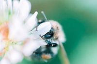 Scheue Biene - Naturfotografie
