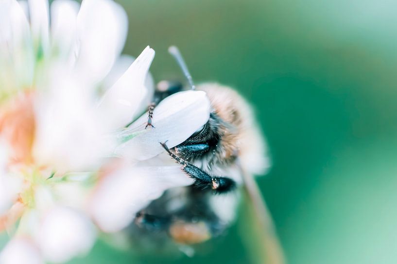 Shy bee - Nature photography by Shanna van Mens Fotografie