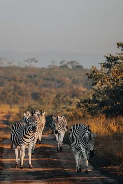 Blendung der Zebras, Kruger Park von Mirthe Kraus