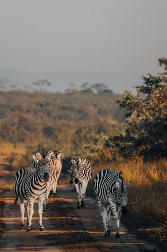 Dazzle of Zebras, Kruger Park