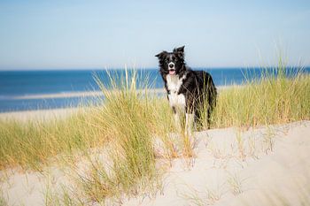 Border Collie in de duinen | Trouwe hond Fenna