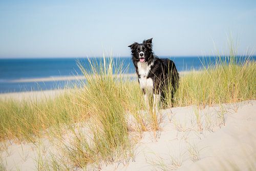 Border Collie in de duinen | Trouwe hond Fenna