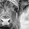 Close-up Portrait Of A Highland Cow by Diana van Tankeren