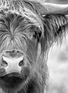 Schottischer Highlander Porträt Schwarz und weiß