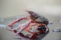 Red crayfish on perspex with water droplets