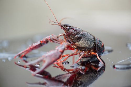 Rode rivierkreeft op perspex met waterdruppels
