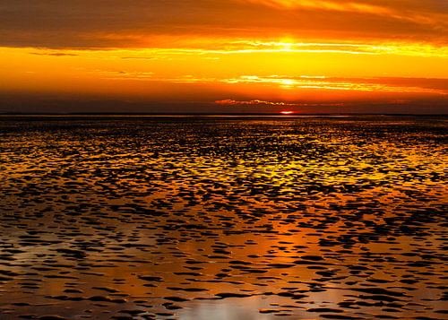 De l'or sur les vasières