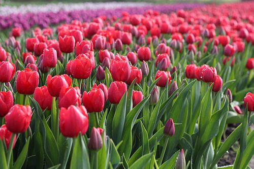 Tulpenveld met rode paarse en roze tulpen