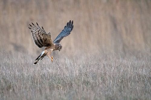 Hen Harrier 2nd calendar year male