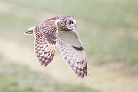 Oiseaux | Hibou des marais en vol sur Servan Ott