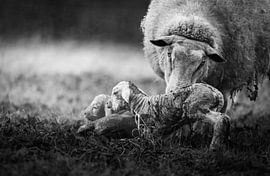 Newborn lambs by Lisa Dumon