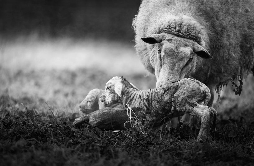 Newborn lambs by Lisa Dumon