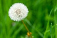 Paardenbloem Bokeh