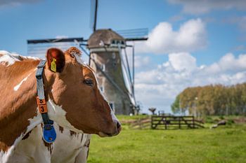Koeien en een molen in de Vlist in de buurt van Gouda