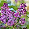 Le lilas enchanteur en avril  sur Silva Wischeropp