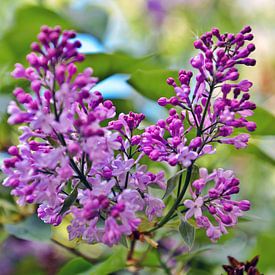 Le lilas enchanteur en avril  sur Silva Wischeropp