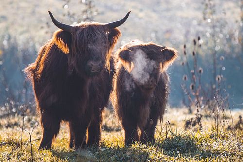 Highlanders écossais dans la forêt d'Amsterdam