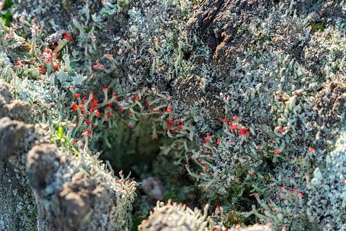 Mousse et lichen