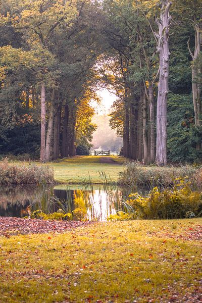 Forest path by Arjan van den Berg