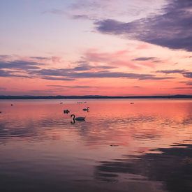 Lake Constance sunset with swans by Viet Anh Nguyen