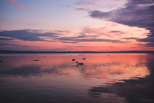 Lake Constance sunset with swans