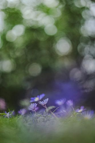 De Blauwe Anemoon in de wilde natuur.