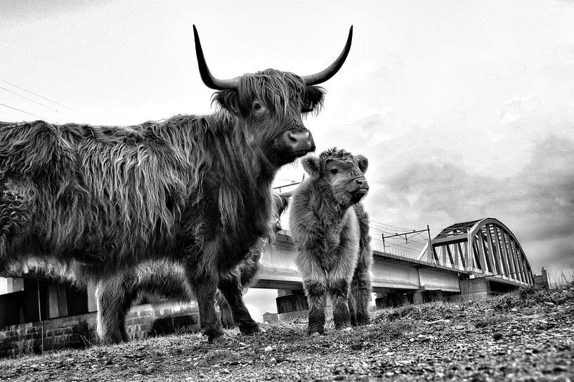 Scottish Highlander near Nijmegen by Teun Gerritsen