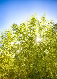 Bamboo Grove by Fabian Roessler