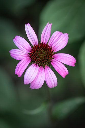 Sonnenhut im Grünen