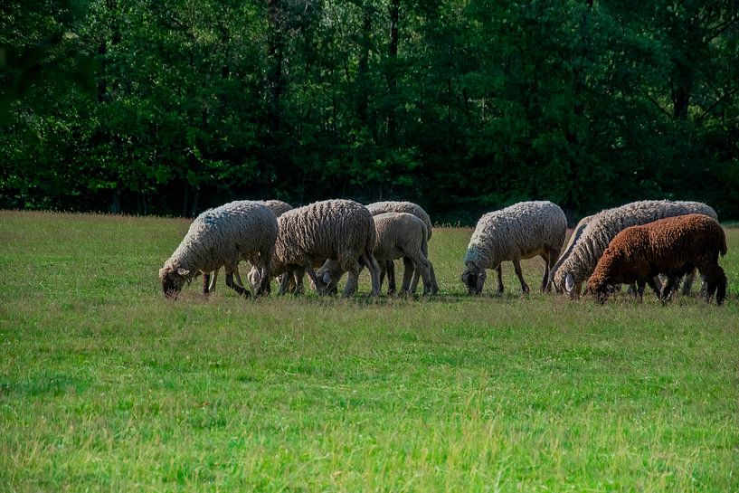 Mouton dans la bruyère par Joerg Keller