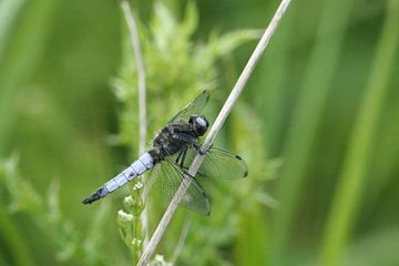 Bruine Korenbout by Gijs  Tjeerdsma