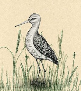 Uferschnepfe im Gras