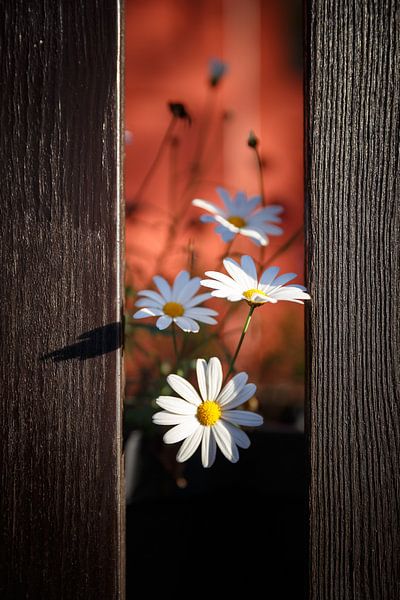 Bloemen by John Groen