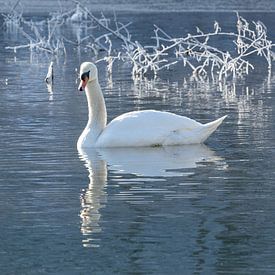 Nach einer sehr frostigen Nacht wärmt die Morgensonne den Schwan von Harald Schottner