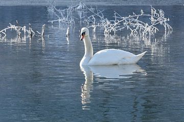 After a very frosty night, the morning sun warms the swan by Harald Schottner