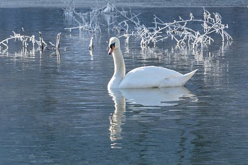 After a very frosty night, the morning sun warms the swan