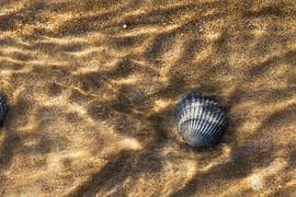Coque de coque vide sur Beschermingswerk voor aan uw muur