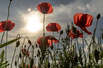 Poppy Field