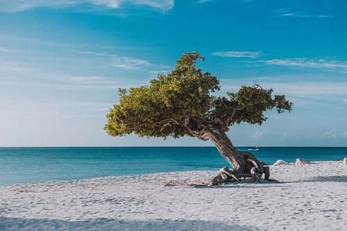 Fofoti Boom op het strand van Eagle Beach in Aruba