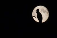 Cormorant before full moon