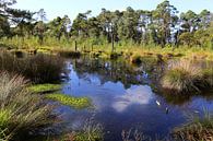 Het Pietzmoor in de Lüneburger Heide in Nedersaksen van Karina Gebert thumbnail