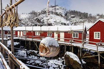 Traditionele visserswoningen op houten palen op de Lofoten in Noorwegen van gaps photography