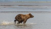 Grizzly bear in Alaska