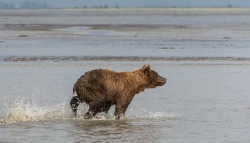 Grizzly en Alaska sur Dirk Fransen