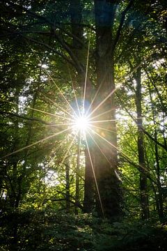 Sunbeam by Renate Boere