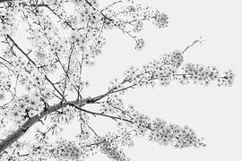 Lente! De kersenbomen bloeien in zwart-wit van Rietje Bulthuis