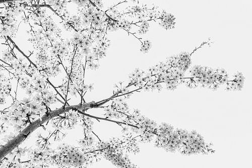 Springtime! The cherry trees bloom in black and white