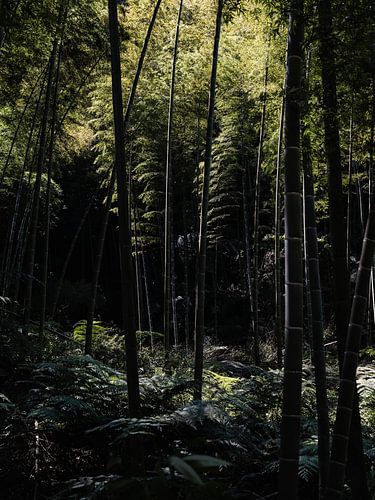 Bomen in een bamboebos in China
