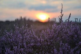 Bloeiende heide by Miranda de Lange