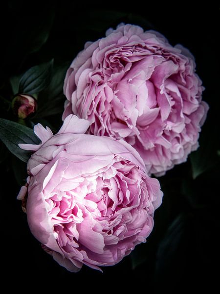 paeonia douce par suzanna kolenbrander